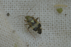 Miroidea