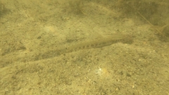Cobitis taenia