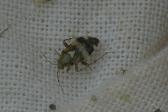 Miroidea