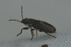 Heteroptera