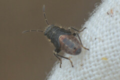 Heteroptera
