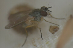 Calyptratae