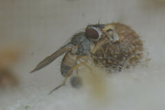 Calyptratae