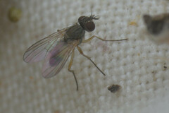 Calyptratae