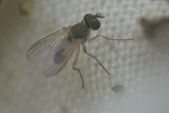 Calyptratae
