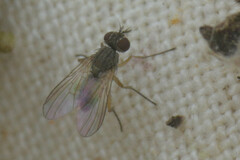 Calyptratae
