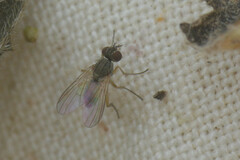 Calyptratae