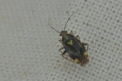 Miroidea