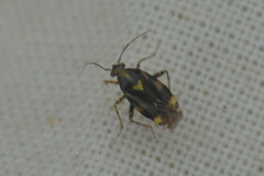 Miroidea
