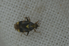 Miroidea