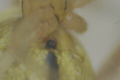 Enoplognatha ovata