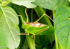 Hexacentrus unicolor