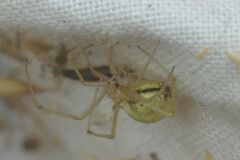 Enoplognatha ovata