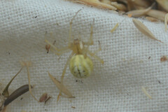 Enoplognatha ovata