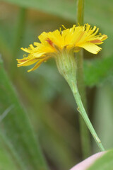 Asteraceae