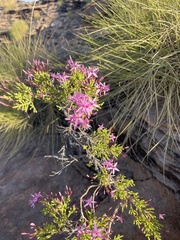 Calytrix exstipulata