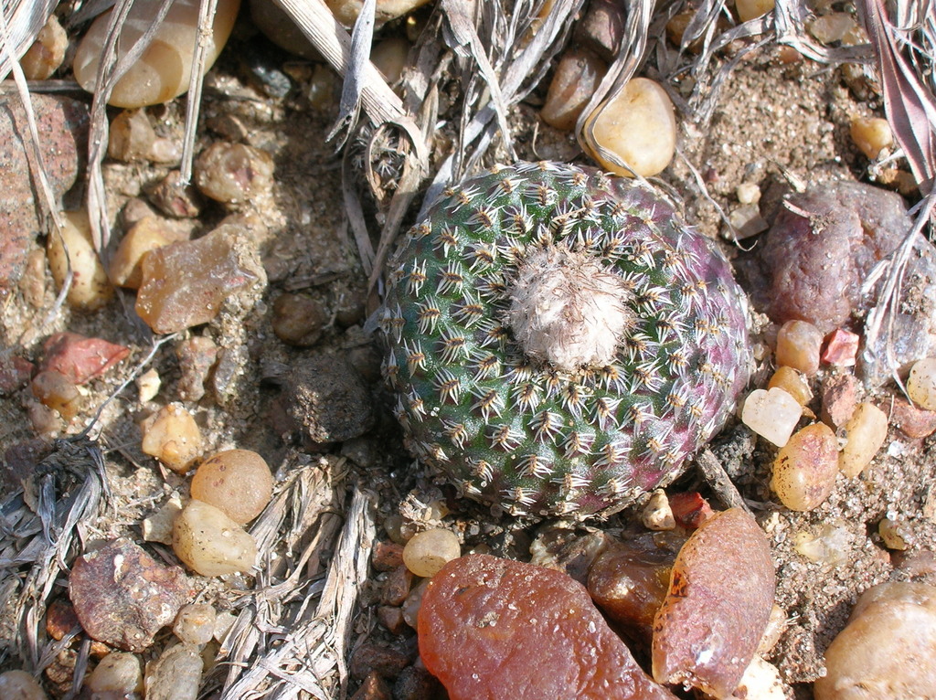 Frailea buenekeri