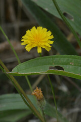 Asteraceae