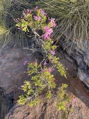 Calytrix exstipulata