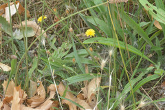 Asteraceae
