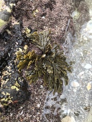 Xiphophora chondrophylla