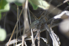 Epicauta maculata-group