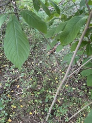 Asimina triloba