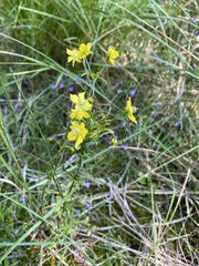 Lysimachia quadriflora