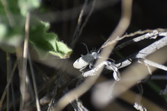 Epicauta maculata-group