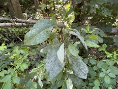 Erysiphe adunca adunca