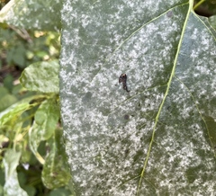 Erysiphe adunca adunca