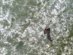 Erysiphe adunca adunca