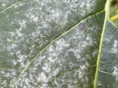 Erysiphe adunca adunca