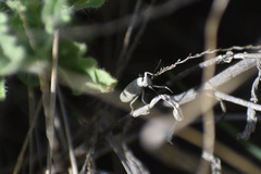 Epicauta maculata-group