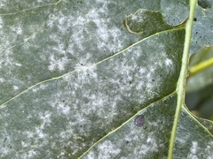 Erysiphe adunca adunca