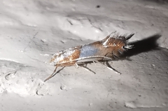 Phyllonorycter roboris