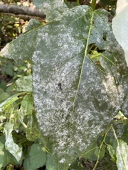 Erysiphe adunca adunca