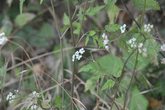 Magnoliopsida