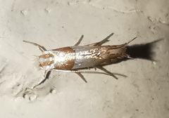 Phyllonorycter roboris