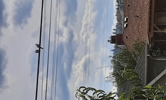 Aves