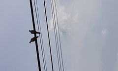 Aves