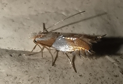 Phyllonorycter roboris