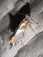 Phyllonorycter roboris