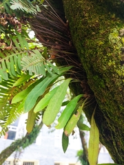 Polypodioideae