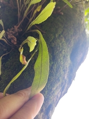 Polypodioideae