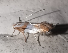 Phyllonorycter roboris