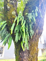 Polypodioideae