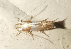 Phyllonorycter roboris