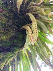 Polypodioideae