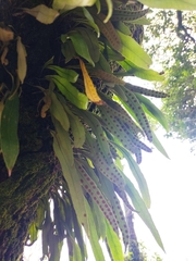 Polypodioideae